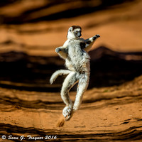Verreaux's Dancing Sifaka Lemurs