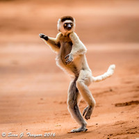 Verreaux's Dancing Sifaka Lemurs