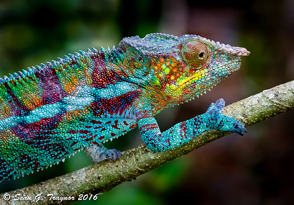 Madagascan Panther Chameleon in the wild