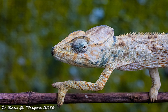 Madagascan Chameleon