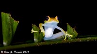 Madagascar's Wildlife