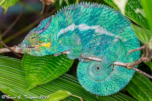 Madagascan Chameleon
