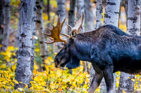 "Bull Moose on the loose"