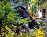 Bull Moose on the loose