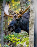 "Bull Moose on the loose"