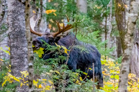 "Bull Moose on the loose"