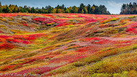 Blueberry Fields