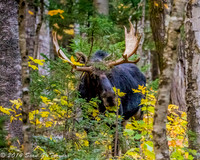 "Bull Moose on the loose"