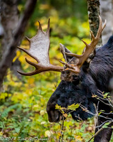 "Bull Moose on the loose"