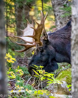 "Bull Moose on the loose"