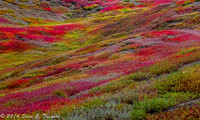 Blueberry Fields
