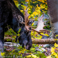 "Bull Moose on the loose"