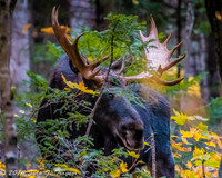 "Bull Moose on the loose"