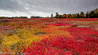 Blueberry Fields