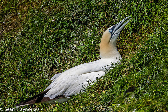 2014-07 Cape_St.Mary-246a