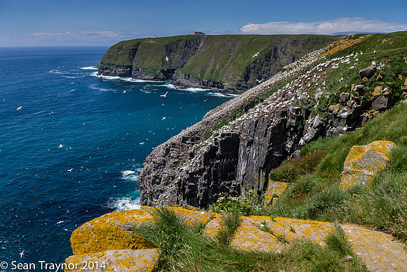 2014-07 Cape_St.Mary-401a