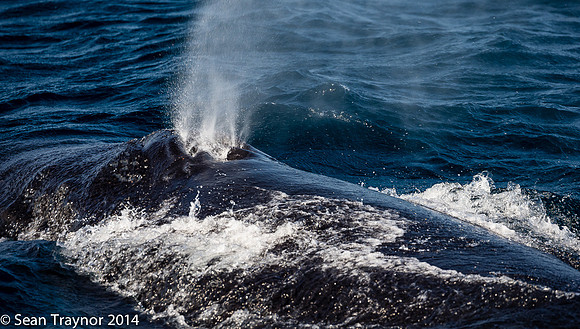 2014-07_Newfoundland-659a