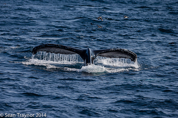 2014-07_Newfoundland-628a
