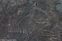 2014-07 Mistaken_Point-206a