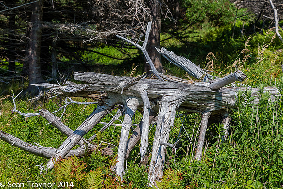 2014-07 Gros_Morne NF-460a