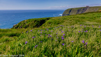2014-07 Cape_St.Mary-408a