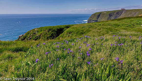 2014-07 Cape_St.Mary-408a