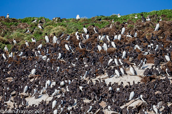 2014-07_Newfoundland-763a