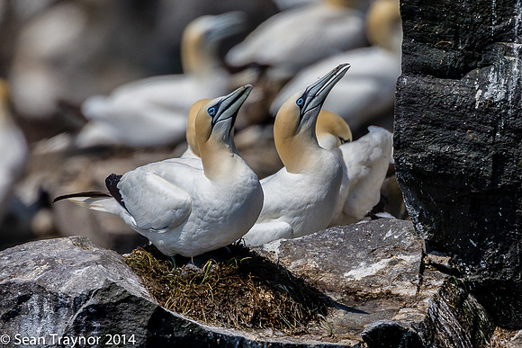2014-07 Cape_St.Mary-261a