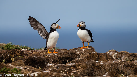 2014-07 Cape_Bonavista-101a