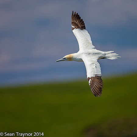 2014-07 Cape_St.Mary-374a