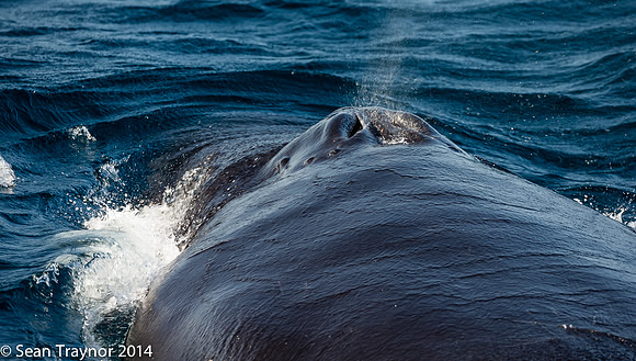 2014-07_Newfoundland-682a