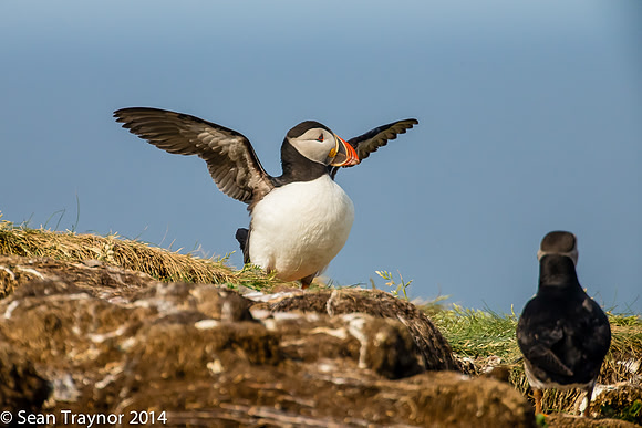 2014-07 Cape_Bonavista-152a