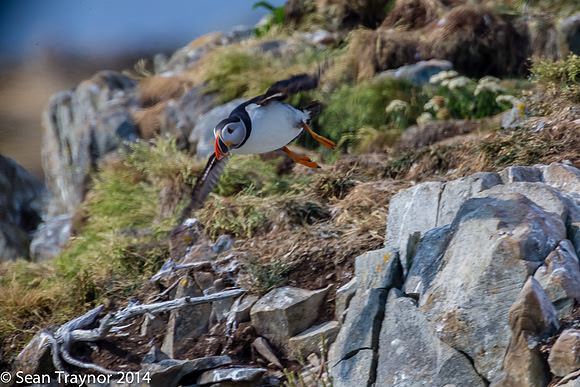 2014-07 Cape_Bonavista-148a