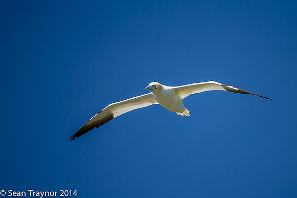 2014-07 Cape_St.Mary-367a