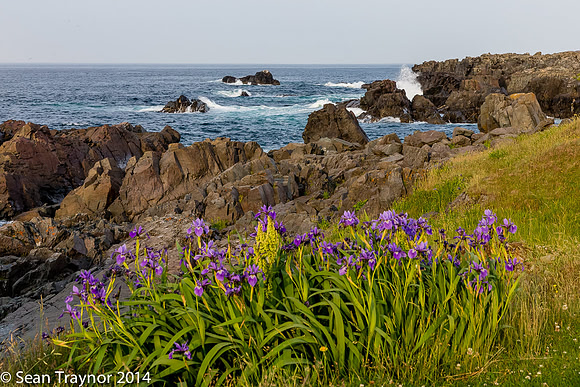 2014-07 Cape_Bonavista-200a