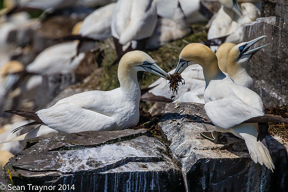 2014-07 Cape_St.Mary-391a