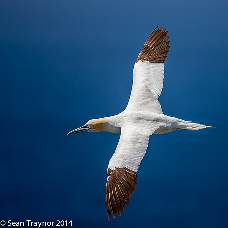 2014-07 Cape_St.Mary-358a