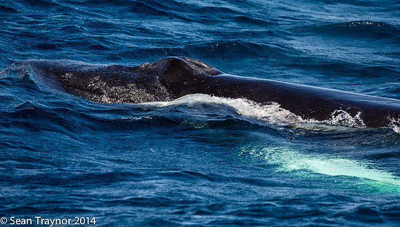 2014-07_Newfoundland-667a