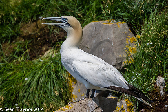 2014-07 Cape_St.Mary-233a