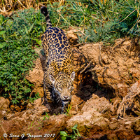 Wild Jaguar, Pantanal, Brazil