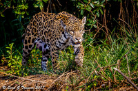 Wild Jaguar, Pantanal, Brazil