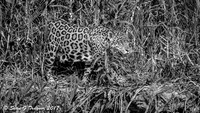 Wild Jaguar, Pantanal, Brazil