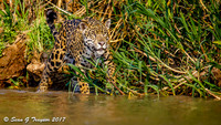 Wild Jaguar, Pantanal, Brazil