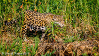 Wild Jaguar, Pantanal, Brazil