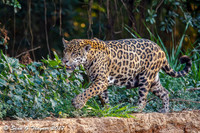 Wild Jaguar, Pantanal, Brazil