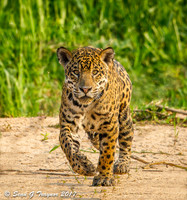 Wild Jaguar, Pantanal, Brazil