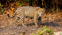 Wild Jaguar, Pantanal, Brazil
