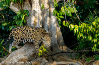 Wild Jaguar, Pantanal, Brazil