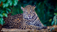 Brazil - Jaguars in the Wild