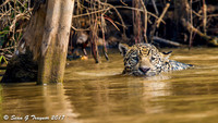 Wild Jaguar, Pantanal, Brazil